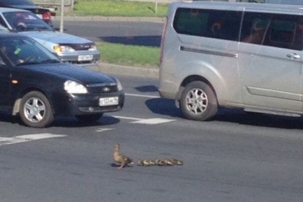 u0412 u041fu0435u0442u0435u0440u0431u0443u0440u0433u0435 u0443u0442u043au0430 u0441 u0443u0442u044fu0442u0430u043cu0438 u043eu0441u0442u0430u043du043eu0432u0438u043bu0430 u0434u0432u0438u0436u0435u043du0438u0435 u0430u0432u0442u043eu043cu043eu0431u0438u043bu0435u0439