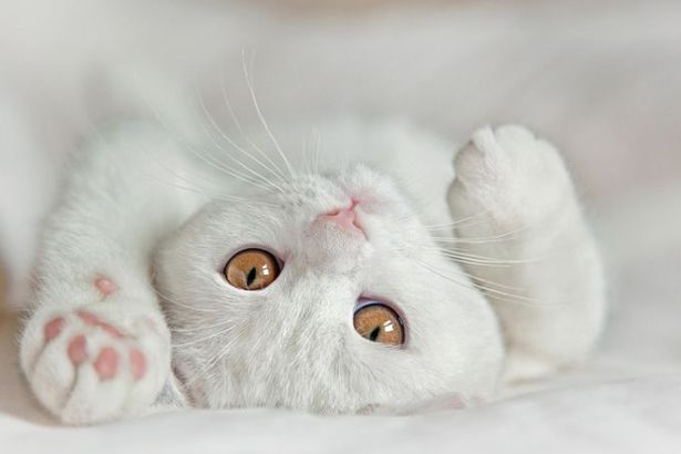 u0412 u041fu0435u0442u0435u0440u0431u0443u0440u0433u0435 u0440u0430u0437u0434u0430u0434u0443u0442 u0441u043du0435u0436u043du044bu0445 u044du0440u043cu0438u0442u0430u0436u043du044bu0445 u043au043eu0442u0438u043au043eu0432