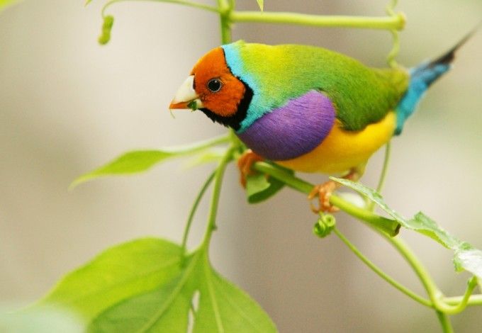 u0412u044bu0441u0442u0430u0432u043au0430 u00abu041fu0442u0438u0447u043au0438 u0432 u0440u0443u043au0430u0432u0438u0447u043au0435u00bb u043eu0442u043au0440u043eu0435u0442u0441u044f u0432 u041cu0443u0437u0435u0435 u0432u0430u0440u0435u0436u043au0438