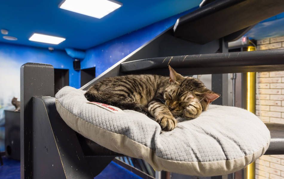 Республика кошек интерьер