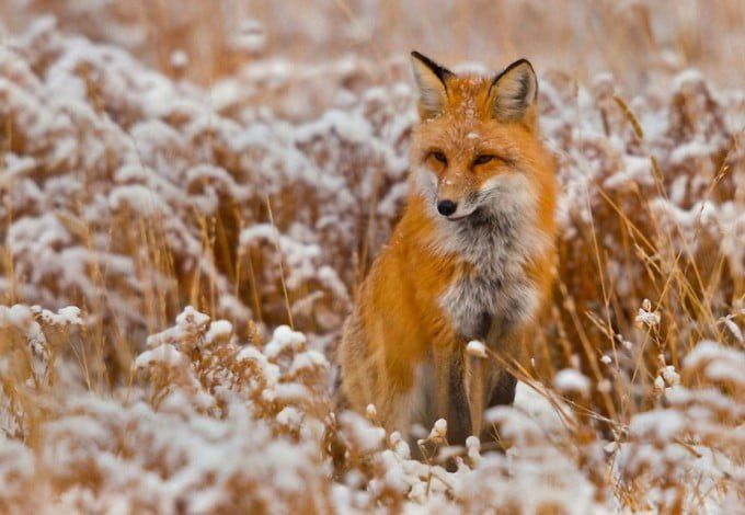 С 18 по 20 ноября в «Этажах» петербуржцы смогут встретиться и познакомиться с настоящими домашними лисицами. Гости не только посетят выставку лисиц, но и послушают интересные лекции и рассказы об прекрасных животных и получат заряд положительных.