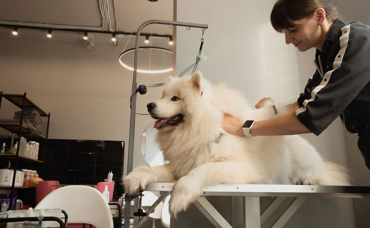 В Петербурге больше сотни груминг-салонов, но мы отобрали пятнадцать, где реально заботятся о питомце и прозрачно работают — от камерных студий для тревожных собак до федеральных сетей в ТРК.