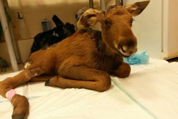 u041fu0435u0442u0435u0440u0431u0443u0440u0436u0435u0446 u0441u043fu0430u0441 u043bu043eu0441u0435u043du043au0430 u043eu0442 u0441u043eu0431u0430u043a