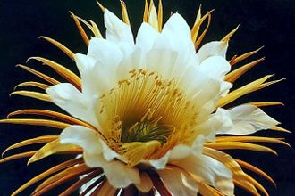 u0412 u0411u043eu0442u0430u043du0438u0447u0435u0441u043au043eu043c u0441u0430u0434u0443 u0432u043du043eu0432u044c u0436u0434u0443u0442 u0446u0432u0435u0442u0435u043du0438u044f u0426u0430u0440u0438u0446u044b u043du043eu0447u0438