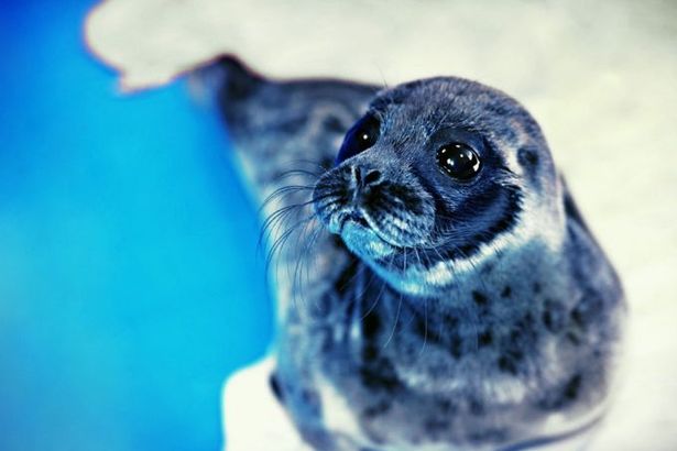 u0414u0435u0442u0435u043du044bu0448u0438 u043du0435u0440u043fu044b u043du0443u0436u0434u0430u044eu0442u0441u044f u0432 u043fu043eu043cu043eu0449u0438 u043fu0435u0442u0435u0440u0431u0443u0440u0436u0446u0435u0432