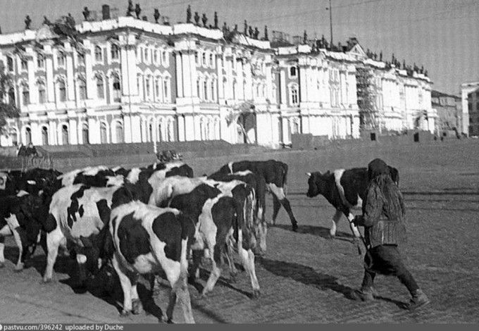 19yuni- korovi_71264