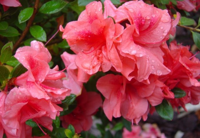 u0424u0435u0441u0442u0438u0432u0430u043bu044c u00abu041eu0442u0442u0435u043fu0435u043bu044c u0447u0443u0432u0441u0442u0432u00bb u0432 u0411u043eu0442u0430u043du0438u0447u0435u0441u043au043eu043c u0441u0430u0434u0443