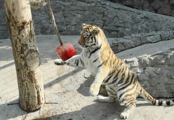 u0416u0438u0432u043eu0442u043du044bu0445 u041bu0435u043du0438u043du0433u0440u0430u0434u0441u043au043eu0433u043e u0437u043eu043eu043fu0430u0440u043au0430 u0443u0433u043eu0441u0442u0438u043bu0438 u043bu0435u0434u044fu043du044bu043c u0442u043eu0440u0442u043eu043c