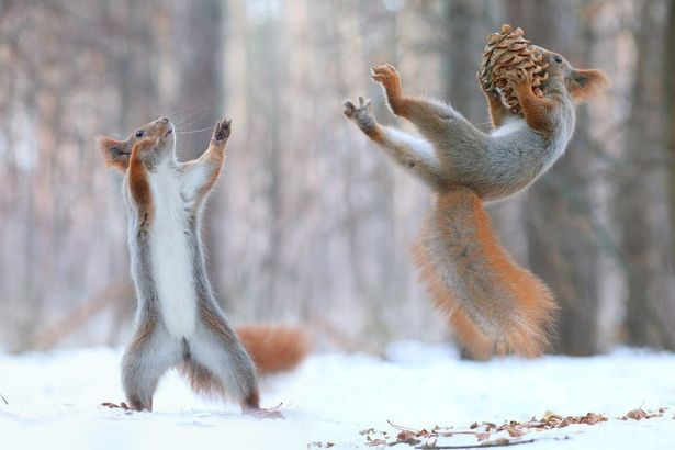 Захватывающие дух снимки гор, милый тюлень на фоне бескрайних льдов, забавные моменты из жизни животных - эти и другие потрясающие кадры с нашей невероятной планеты можно увидеть на уникальной выставке фотографий «100 Чудес Света».