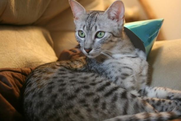 кошка