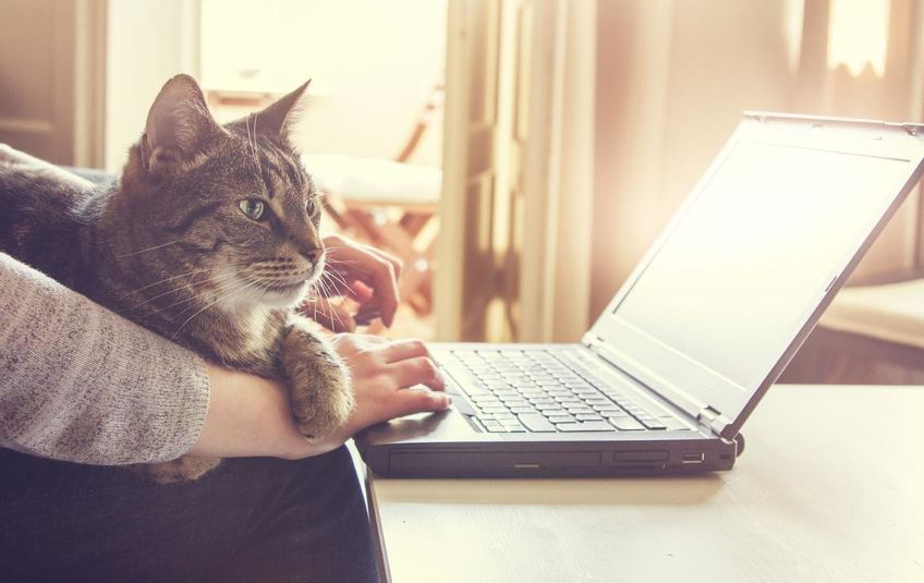 nederlandse providers geen problemen door datatoename thuiswerkers 4ab34