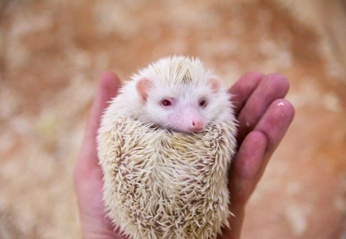 u041au043eu043du0442u0430u043au0442u043du044bu0435 u0437u043eu043eu043fu0430u0440u043au0438 u041fu0435u0442u0435u0440u0431u0443u0440u0433u0430