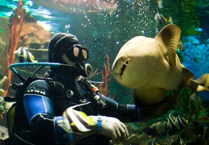 u041du0430 u0448u043eu0443 u0441 u0430u043au0443u043bu0430u043cu0438 u043cu043eu0436u043du043e u043fu043eu043fu0430u0441u0442u044c u0431u0435u0441u043fu043bu0430u0442u043du043e