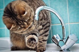 u041eu043fu0443u0431u043bu0438u043au043eu0432u0430u043d u0433u0440u0430u0444u0438u043a u043eu0442u043au043bu044eu0447u0435u043du0438u044f u0433u043eu0440u044fu0447u0435u0439 u0432u043eu0434u044b u0432 u041fu0435u0442u0435u0440u0431u0443u0440u0433u0435