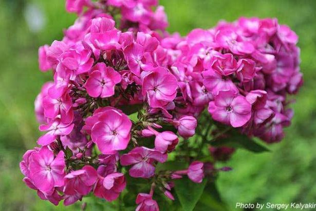 u0412u044bu0441u0442u0430u0432u043au0438 u0446u0432u0435u0442u043eu0432 u0432 u0411u043eu0442u0430u043du0438u0447u0435u0441u043au043eu043c u0441u0430u0434u0443: u0430u0432u0433u0443u0441u0442-2016