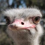 Под Петербургом расположились места, где можно познакомиться с дикими животными: зубрами, страусами, верблюдами и другими диковинными зверьками: