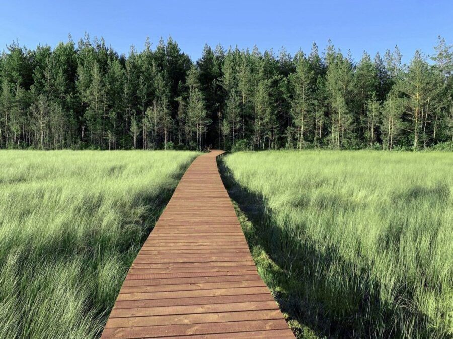 Экомаршрут Сестрорецкое болото