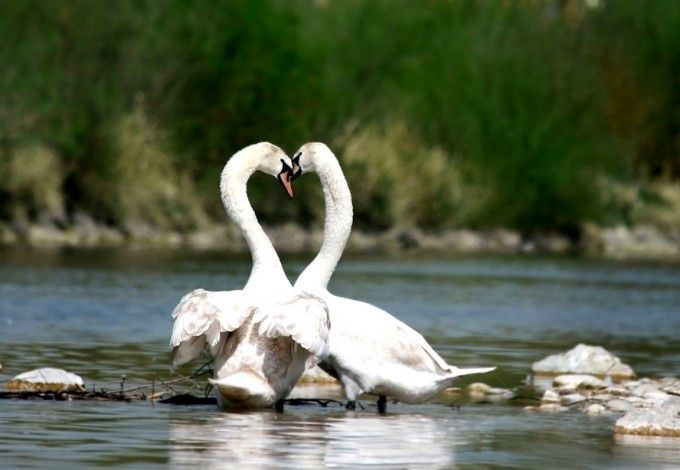 u041bu0435u0431u0435u0434u0438 u0432u0435u0440u043du0443u043bu0438u0441u044c u0432 u0442u0435u043fu043bu044bu0439 u041fu0435u0442u0435u0440u0431u0443u0440u0433