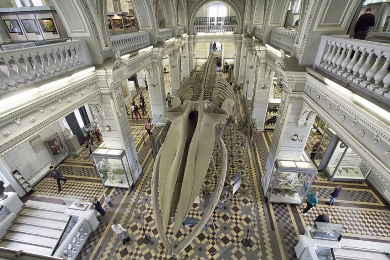 Зоологический музей