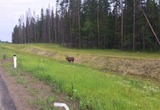 u041fu043eu0434 u0421u043eu0441u043du043eu0432u043e u0432u0441u0442u0440u0435u0442u0438u043bu0438 u043fu0430u0441u0443u0449u0435u0433u043eu0441u044f u043bu043eu0441u044f u0438 u043bu043eu0441u0435u043du043au0430