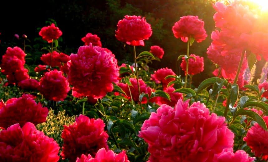 u0424u0435u0441u0442u0438u0432u0430u043bu044c u043fu0438u043eu043du043eu0432 u043fu0440u043eu0439u0434u0435u0442 u0432 u0411u043eu0442u0430u043du0438u0447u0435u0441u043au043eu043c u0441u0430u0434u0443 u041fu0435u0442u0435u0440u0431u0443u0440u0433u0430