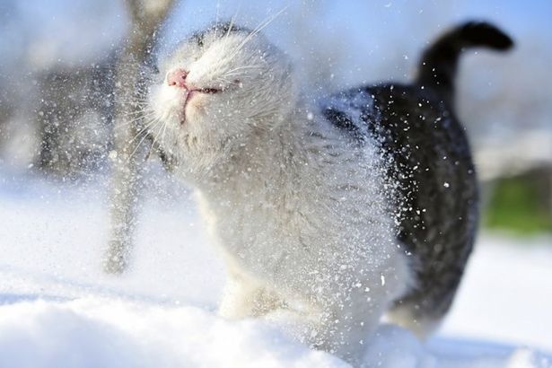 u041cu0430u0440u0442u043eu0432u0441u043au0438u0439 u043au043eu0442 u0432 u041fu0435u0442u0435u0440u0431u0443u0440u0433u0435