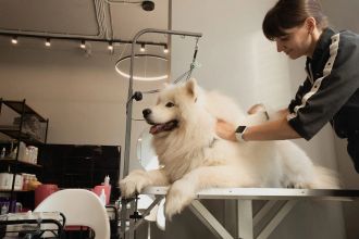 В Петербурге больше сотни груминг-салонов, но мы отобрали пятнадцать, где реально заботятся о питомце и прозрачно работают — от камерных студий для тревожных собак до федеральных сетей в ТРК.