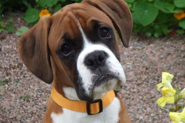 Пятый год ко Всемирному дню защиты бездомных животных библиотека "На Стремянной" проводит двухдневный благотворительный марафон "Друг ДРУГу".&nbsp;Акция состоится 18 и 19 августа в библиотеке на Стремянной улице, 20.