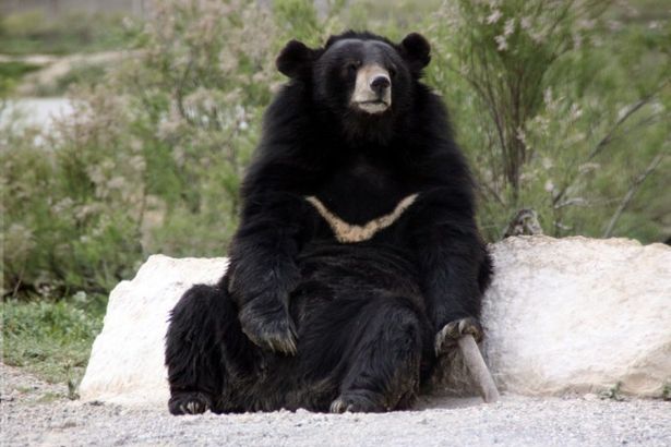 u0413u0438u043cu0430u043bu0430u0439u0441u043au043eu0433u043e u043cu0435u0434u0432u0435u0434u044f u043fu043eu0439u043cu0430u043bu0438 u0432 u041bu0435u043du043eu0431u043bu0430u0441u0442u0438