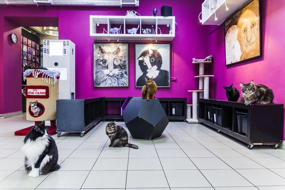 Посмотреть на звезды, прогуляться по красивому парку или загадать желание у волшебного памятника – подборка мест для влюбленных. Куда отправиться в Санкт-Петербурге в места полные романтики с любимой девушкой/парнем.