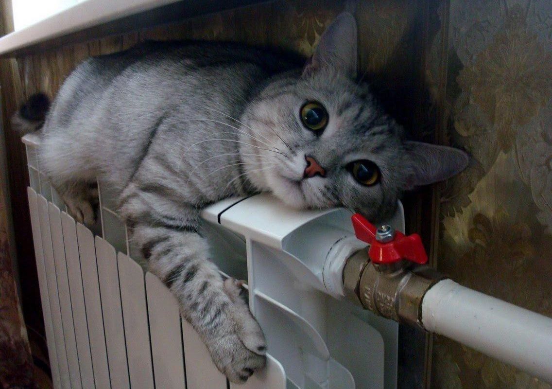 В этом году отопительный сезон планируют начать до 30 сентября, что на три недели раньше обычного. По прогнозам синоптиков в конце сентября – начале октября температура в Петербурге не будет подниматься выше +8 +12 градусов.