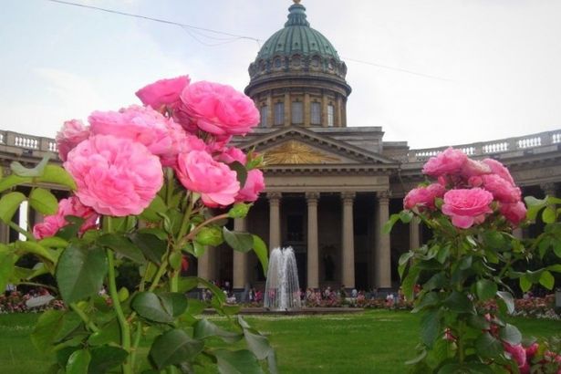 С 2008 года в городе начали активно сажать кустовые розы. Теперь миллион этих роскошных и благородных цветов украшает улицы и площади Петербурга.