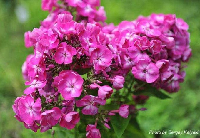 u0412u044bu0441u0442u0430u0432u043au0438 u0446u0432u0435u0442u043eu0432 u0432 u0411u043eu0442u0430u043du0438u0447u0435u0441u043au043eu043c u0441u0430u0434u0443: u0430u0432u0433u0443u0441u0442-2016