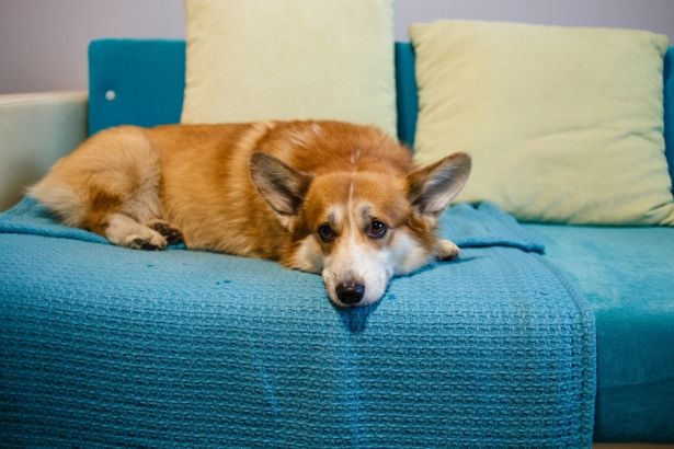 u0412 u041fu0435u0442u0435u0440u0431u0443u0440u0433u0435 u0440u0430u0431u043eu0442u0430u0435u0442 u0441u0435u0440u0432u0438u0441 u00abu0413u0443u043bu044cu0434u043eu0433u00bb