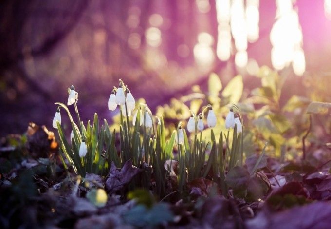 u0414u0435u043du044c u043fu043eu0434u0441u043du0435u0436u043du0438u043au0430 u0432 u0411u043eu0442u0430u043du0438u0447u0435u0441u043au043eu043c u0441u0430u0434u0443