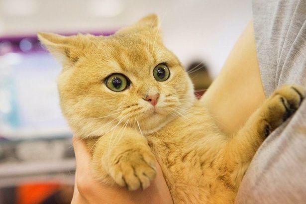 u041au043eu0448u0430u0447u0438u0439 u0444u0435u0441u0442u0438u0432u0430u043bu044c u00abu0421u0430u043cu044bu0439 u0441 u0443u0441u0430u043cu044bu0439u00bb