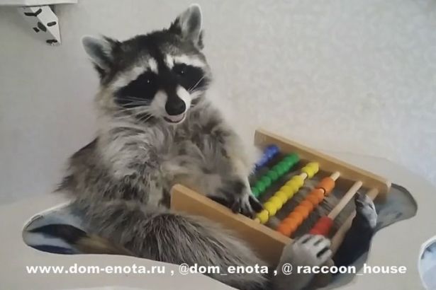 u0414u0432u0430 u0434u043du044f- u0438 u0435u043du043eu0442 u0437u0432u0435u0437u0434u0430 !