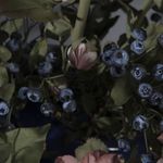 В Эрмитаже работает выставка фарфоровых цветов Владимира Каневского. «Так как все произведения ручной работы, двух абсолютно одинаковых среди них не найти. Все, что создает Владимир Каневский, существует в единственном экземпляре», — сообщается на сайте Эрмитаж — главный музейный комплекс Петербурга" Эрмитажа. Цветы на столько реалистично сделаны, что кажется, как от них исходит аромат.