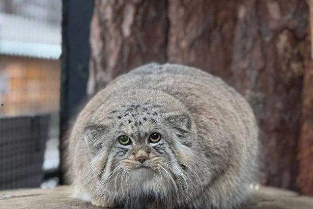 Манул Шу и птица-носорог калао Шанти признаны самыми популярными обитателями Ленинградского зоопарка по итогам 2025 года.
