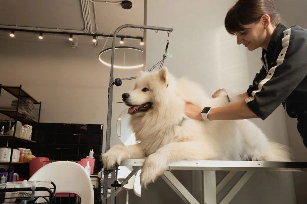 В Петербурге больше сотни груминг-салонов, но мы отобрали пятнадцать, где реально заботятся о питомце и прозрачно работают — от камерных студий для тревожных собак до федеральных сетей в ТРК.
