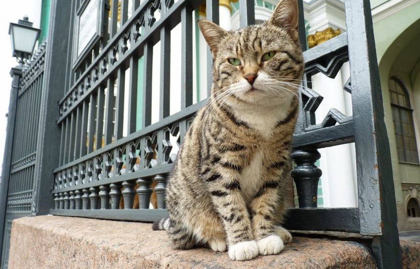 1200px hermitage cat e1b66