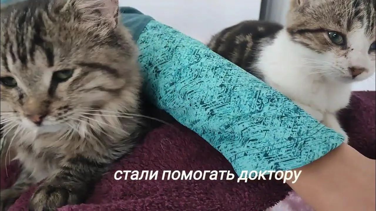 В воскресенье, 30 июля в 15:00 в «Республике котов» на Литейном проспекте, 60 пройдёт сеанс кототерапии для всех желающих. Об этом сообщили организаторы мероприятия во вторник.