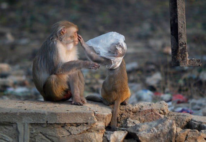 В интернете появилась петиция, призывающая петербуржцев прекратить использование полиэтиленовых пакетов, так как они несут вред окружающей среде. Вместо пакетов пакетов предлагают использовать авоськи и экосумки.