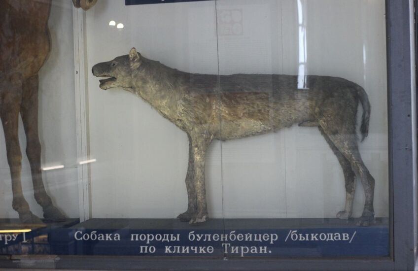 Экспонаты Зоологического музея в Санкт-Петербурге