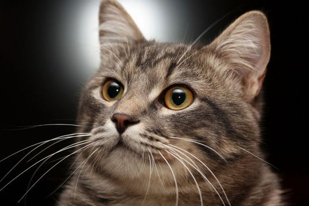 u041cu0435u0436u0434u0443u043du0430u0440u043eu0434u043du0430u044f u0432u044bu0441u0442u0430u0432u043au0430 u043au043eu0448u0435u043a u00abu0412 u0433u043eu0441u0442u044fu0445 u0443 u0421u0430u0444u0444u0438u00bb