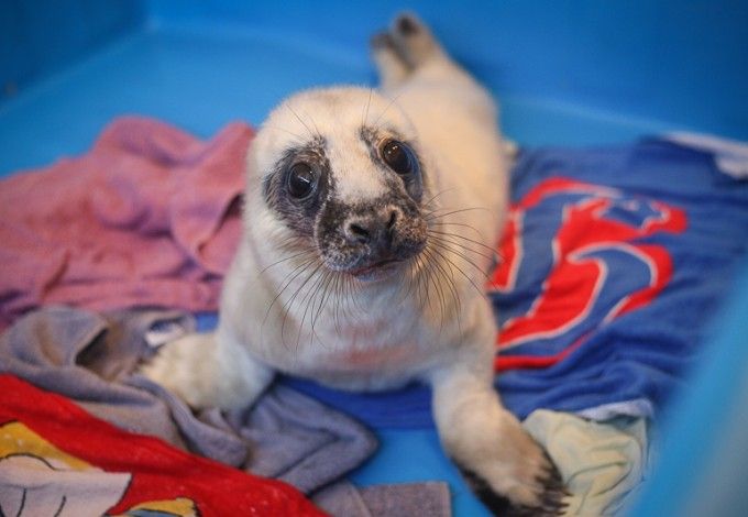 u041fu0435u0442u0435u0440u0431u0443u0440u0436u0446u0435u0432 u043fu0440u043eu0441u044fu0442 u043eu0431u0440u0430u0449u0430u0442u044c u0432u043du0438u043cu0430u043du0438u0435 u043du0430 u043fu043eu0442u0435u0440u044fu0432u0448u0438u0445u0441u044f u043cu0430u043bu0435u043du044cu043au0438u0445 u0442u044eu043bu0435u043du0435u0439