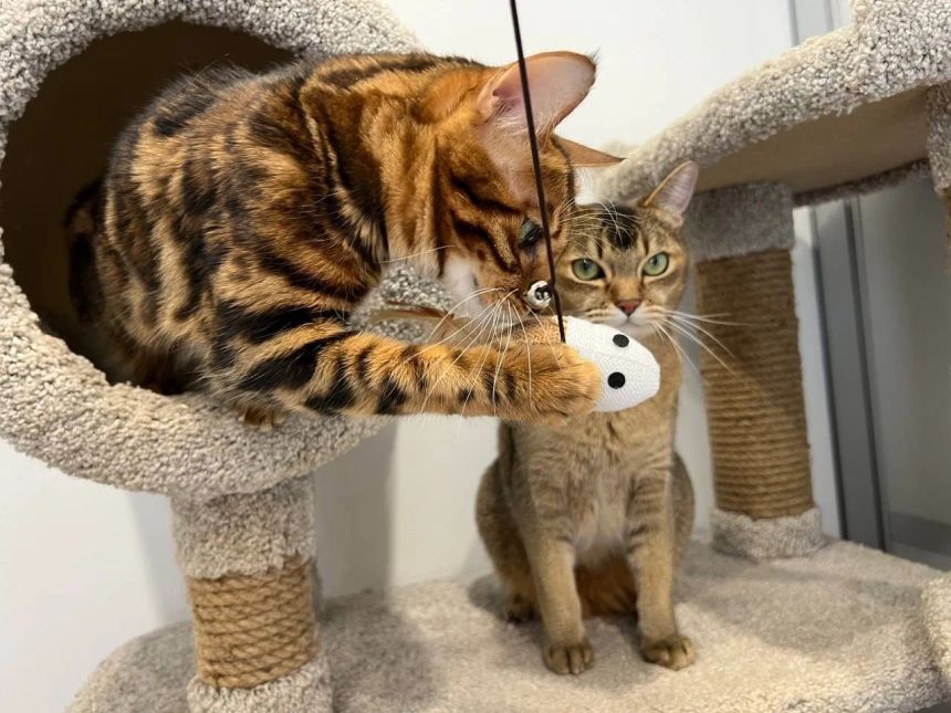 Загородные базы с выгулом от 300 ₽/сутки, домашние ситтеры, передержки при ветклиниках до 2000 ₽ — для кошек, собак и экзотики.