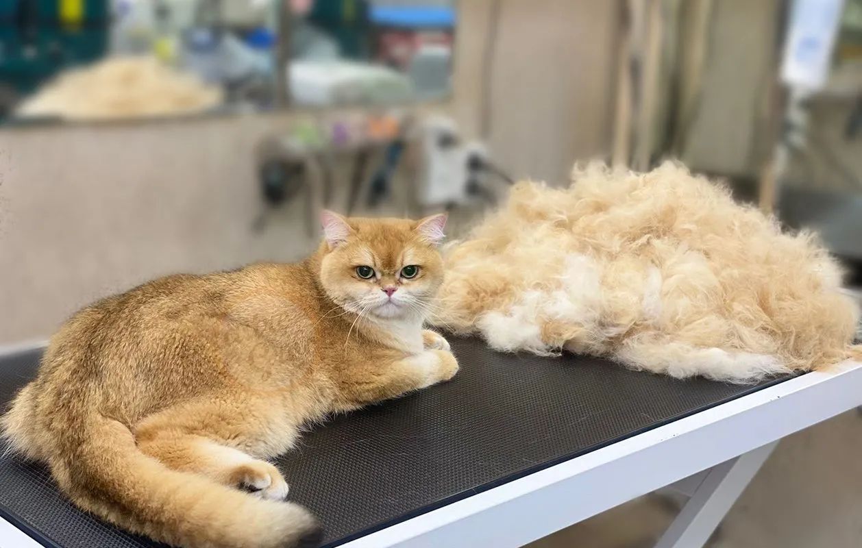 Собрали 10 лучших центров реабилитации и СПА для животных в Петербурге: от водных беговых дорожек до озоновых ванн. Актуальный гид по велнесу для питомцев на 2026 год с ценами и адресами.