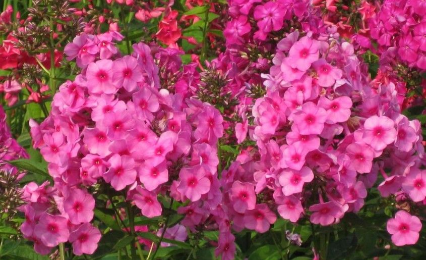 u0412 u0411u043eu0442u0430u043du0438u0447u0435u0441u043au043eu043c u0441u0430u0434u0443 u043fu0440u043eu0439u0434u0435u0442 u0432u044bu0441u0442u0430u0432u043au0430 u0444u043bu043eu043au0441u043eu0432