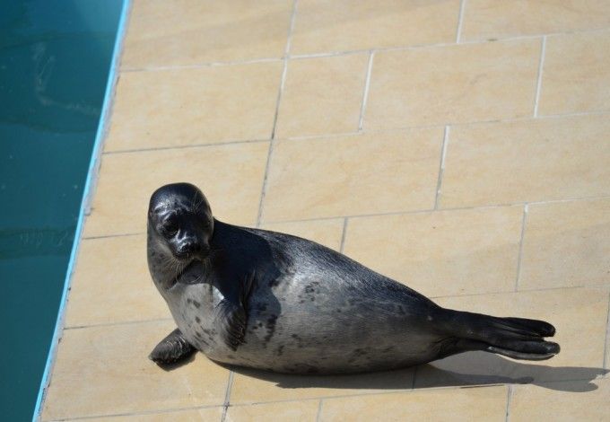 u041cu0430u043bu044bu0448u043au0430 u041fu0443u0441u0430 u0432u0435u0440u043du0443u043bu0430u0441u044c u0432 u0424u0438u043du0441u043au0438u0439 u0437u0430u043bu0438u0432